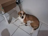 Cachorro raça SRD-ViraLata idade 3 anos nome Bob 
