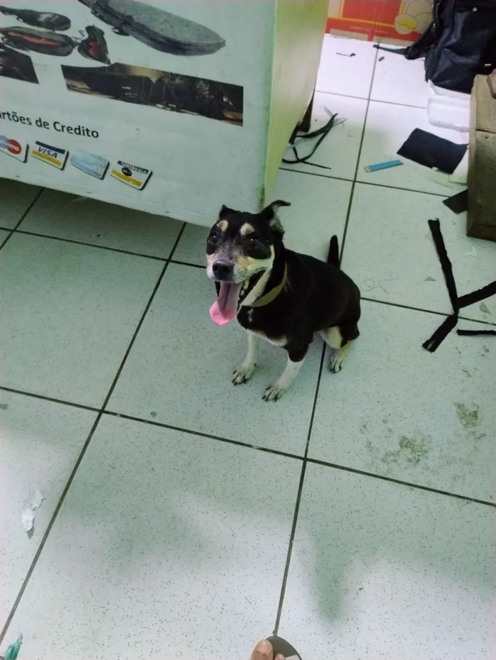 Cachorro raça Fox Terrier idade 6 ou mais anos nome Pedrita 