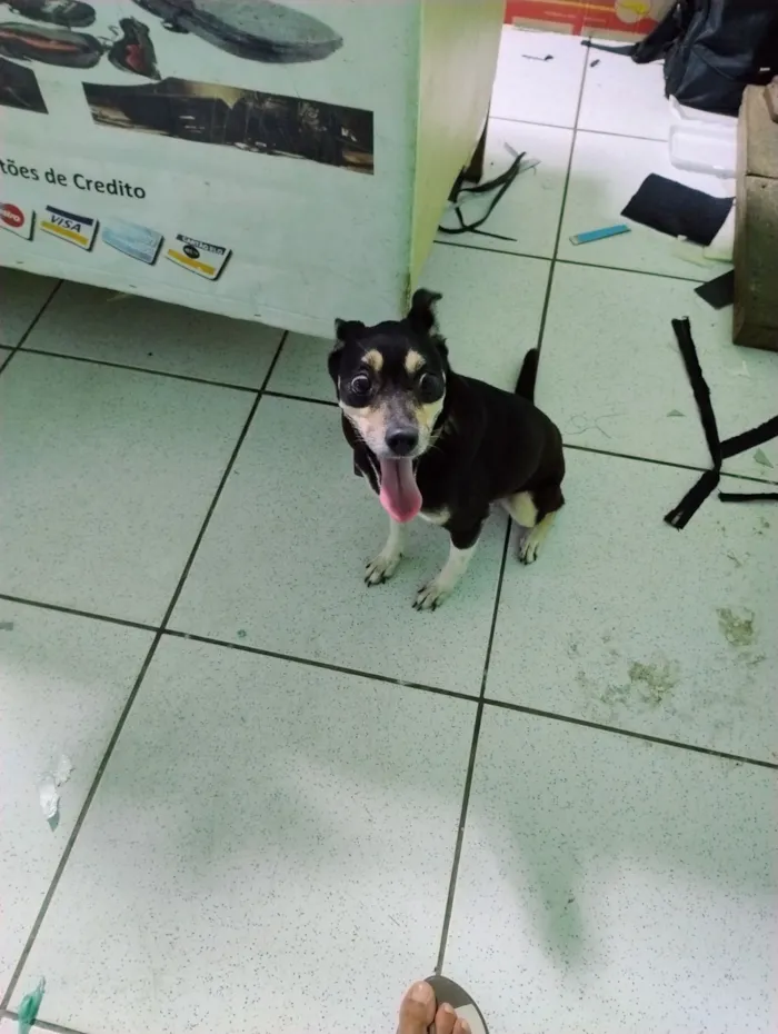 Cachorro raça Fox Terrier idade 6 ou mais anos nome Pedrita 