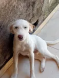 Cachorro raça SRD-ViraLata idade 7 a 11 meses nome Preta, Fantasma, Coragem e Gordo