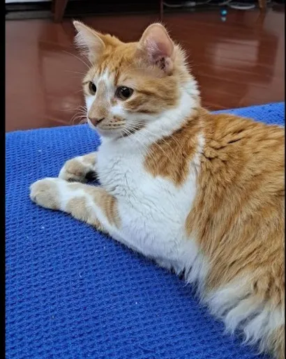 Gato raça SRD-ViraLata idade 1 ano nome Freitas 