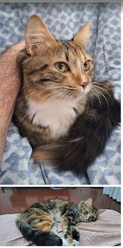 Gato raça SRD-ViraLata idade 1 ano nome Odete