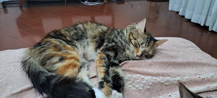 Gato raça SRD-ViraLata idade 1 ano nome Odete