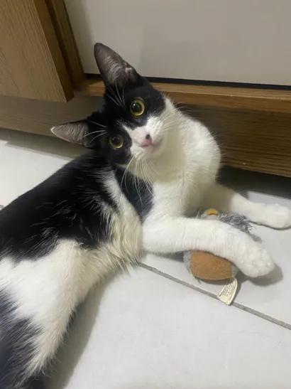 Gato raça SRD-ViraLata idade 2 a 6 meses nome Pitica