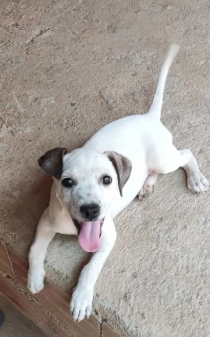 Cachorro raça SRD-ViraLata idade 4 anos nome Artemís 