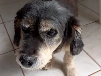 Cachorro raça SRD-ViraLata idade 6 ou mais anos nome Pim