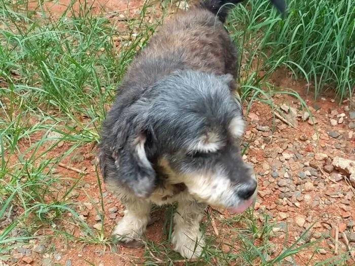 Cachorro raça SRD-ViraLata idade 6 ou mais anos nome Pim