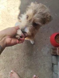 Cachorro raça Shitzu idade 2 a 6 meses nome ....