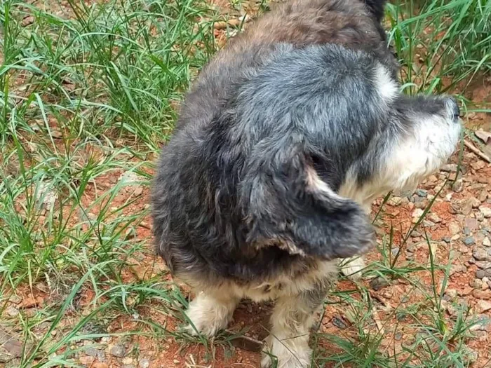 Cachorro raça SRD-ViraLata idade 6 ou mais anos nome Pim