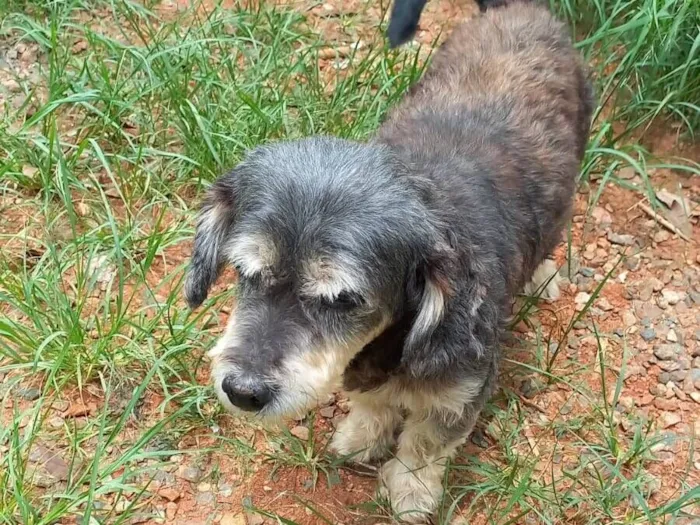 Cachorro raça SRD-ViraLata idade 6 ou mais anos nome Pim