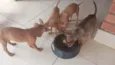 Cachorro raça SRD-ViraLata idade 2 a 6 meses nome Valdirene Souza Silva