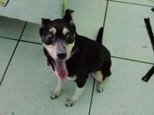 Cachorro raça Fox Terrier idade 6 ou mais anos nome Pedrita 