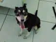 Cachorro raça Fox Terrier idade 6 ou mais anos nome Pedrita 