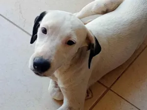 Cachorro raça SRD-ViraLata idade 7 a 11 meses nome Preta, Fantasma, Coragem e Gordo