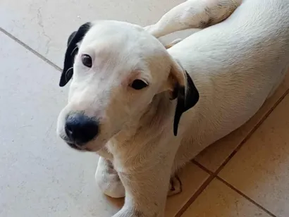 Cachorro raça SRD-ViraLata idade 7 a 11 meses nome Preta, Fantasma, Coragem e Gordo
