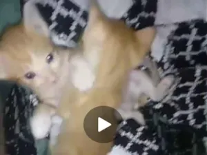 Gato raça SRD-ViraLata idade 2 a 6 meses nome Gatinhos