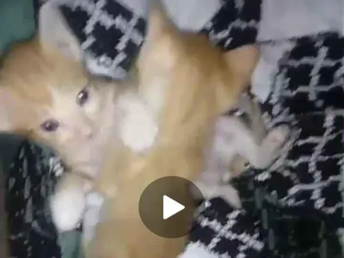 Gato raça SRD-ViraLata idade 2 a 6 meses nome Gatinhos