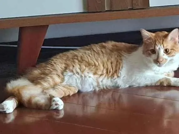 Gato raça SRD-ViraLata idade 1 ano nome Freitas