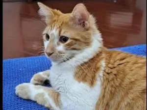 Gato raça SRD-ViraLata idade 1 ano nome Freitas
