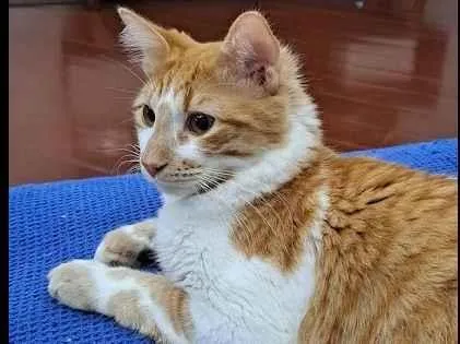 Gato raça SRD-ViraLata idade 1 ano nome Freitas