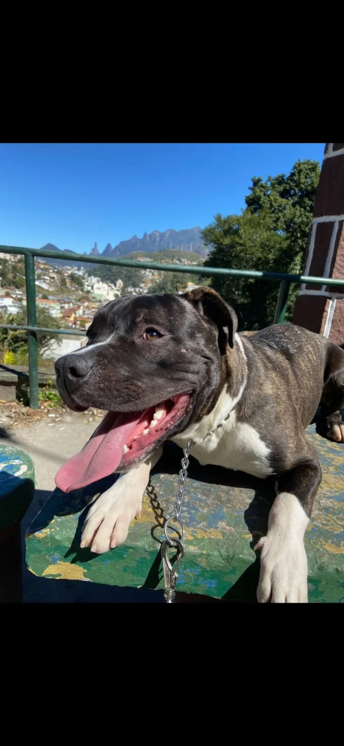 Cachorro raça Pit-Bull idade 4 anos nome AMERICAN BULLY APOLO 
