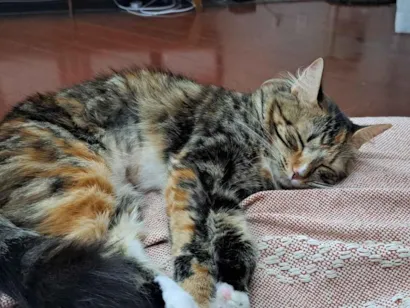 Gato raça SRD-ViraLata idade 1 ano nome Odete