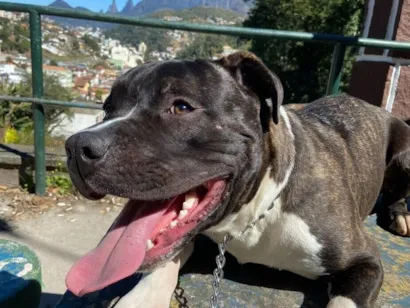 Cachorro raça Pit-Bull idade 4 anos nome AMERICAN BULLY APOLO 