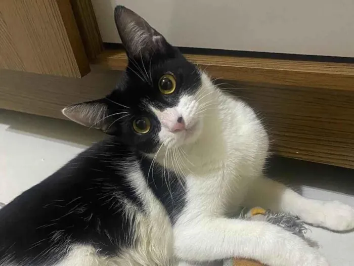 Gato raça SRD-ViraLata idade 2 a 6 meses nome Pitica