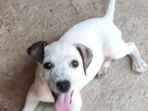 Cachorro raça SRD-ViraLata idade 4 anos nome Artemís 