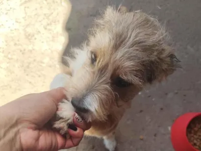 Cachorro raça Shitzu idade 2 a 6 meses nome ....
