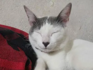 Gato raça SRD-ViraLata idade 7 a 11 meses nome Tina