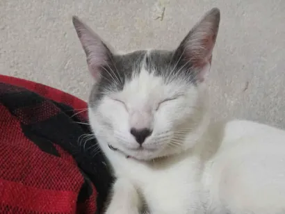 Gato raça SRD-ViraLata idade 7 a 11 meses nome Tina