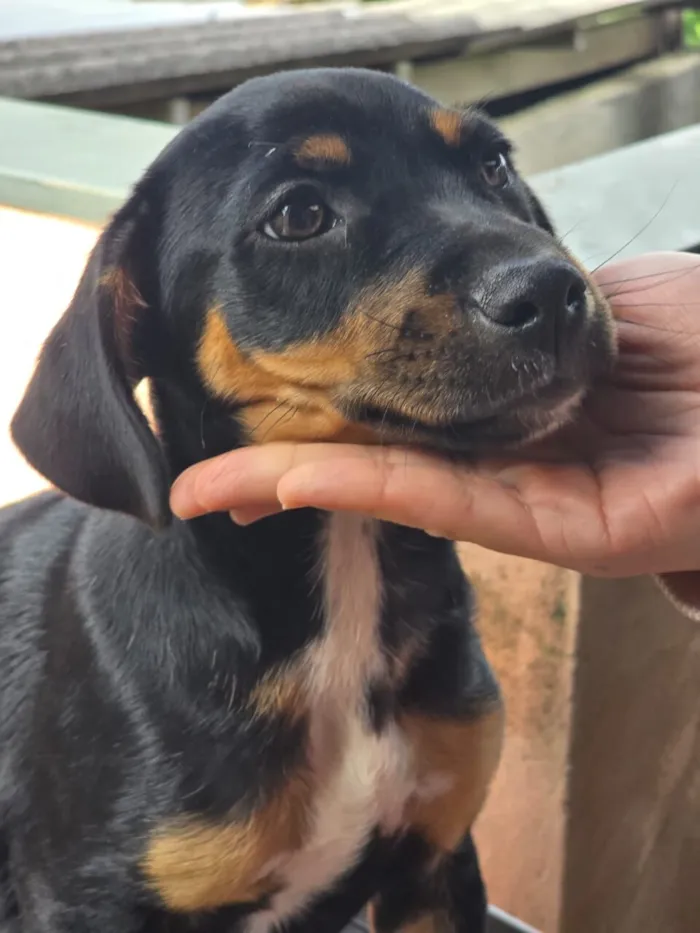 Cachorro raça SRD-ViraLata idade 2 a 6 meses nome não tem 