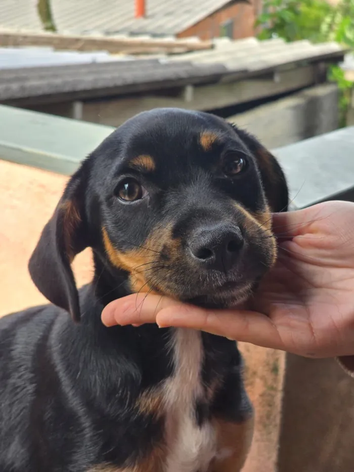 Cachorro raça SRD-ViraLata idade 2 a 6 meses nome não tem 