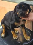 Cachorro raça SRD-ViraLata idade 2 a 6 meses nome não tem 