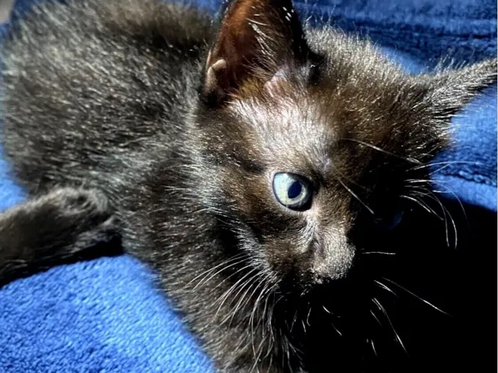 Gato raça SRD-ViraLata idade Abaixo de 2 meses nome giovanna