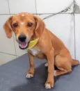 Cachorro raça SRD-ViraLata idade 7 a 11 meses nome Sasha 