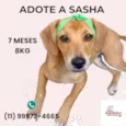 Cachorro raça SRD-ViraLata idade 7 a 11 meses nome Sasha 