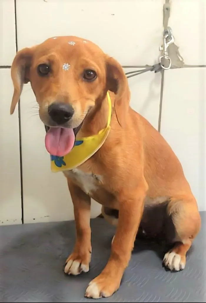 Cachorro raça SRD-ViraLata idade 7 a 11 meses nome Sasha 