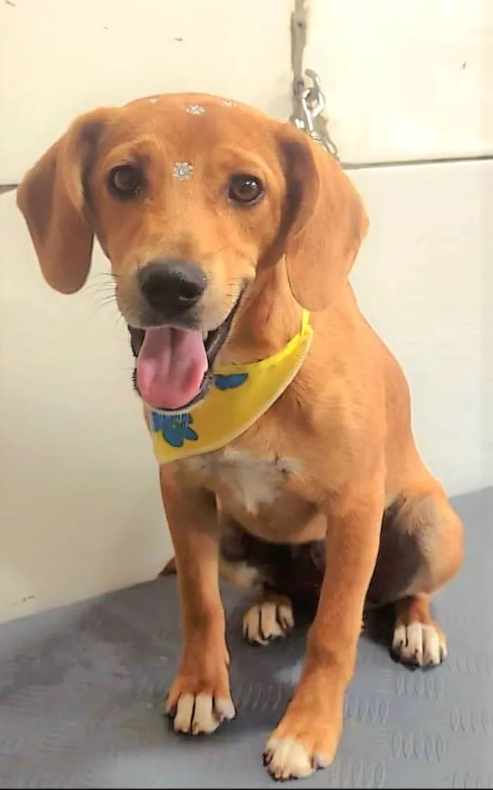 Cachorro raça SRD-ViraLata idade 7 a 11 meses nome Sasha 