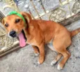 Cachorro raça SRD-ViraLata idade 7 a 11 meses nome Sasha 
