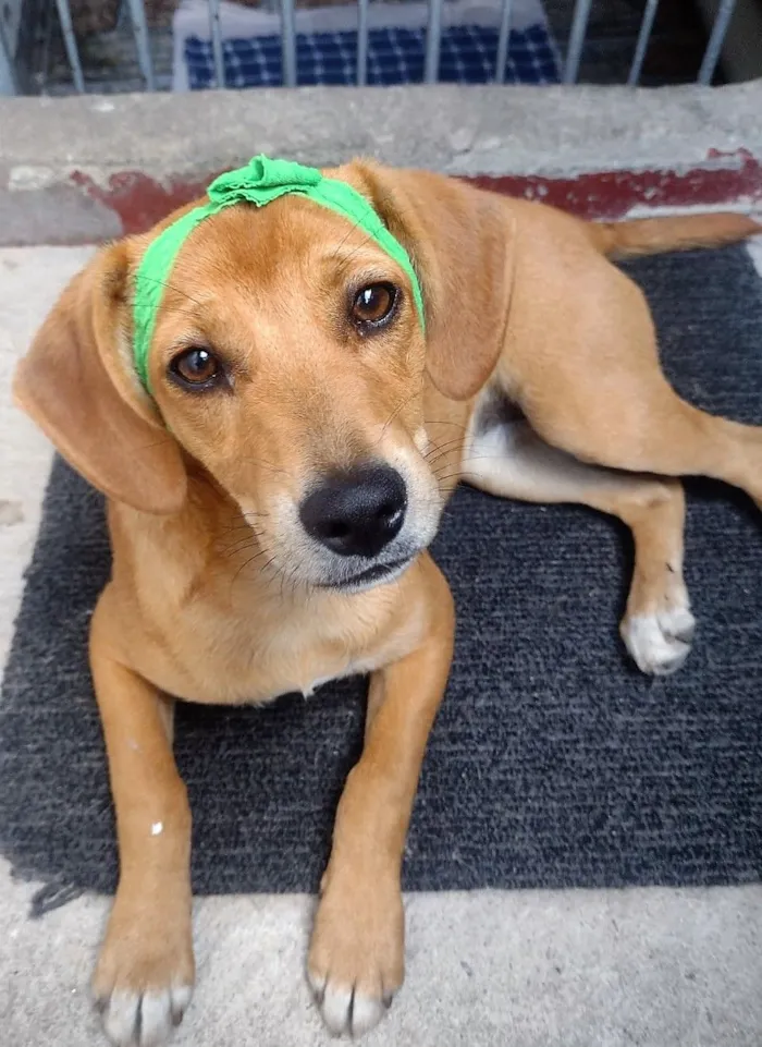 Cachorro raça SRD-ViraLata idade 7 a 11 meses nome Sasha 