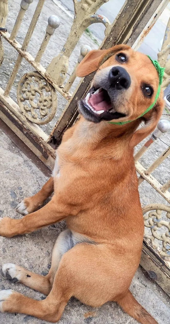 Cachorro raça SRD-ViraLata idade 7 a 11 meses nome Sasha 