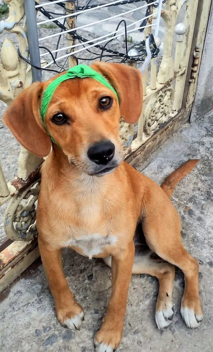 Cachorro raça SRD-ViraLata idade 7 a 11 meses nome Sasha 
