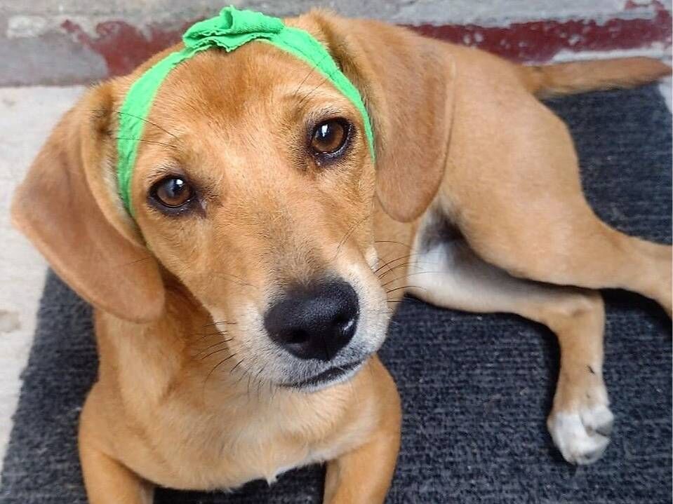 Cachorro raça SRD-ViraLata idade 7 a 11 meses nome Sasha 