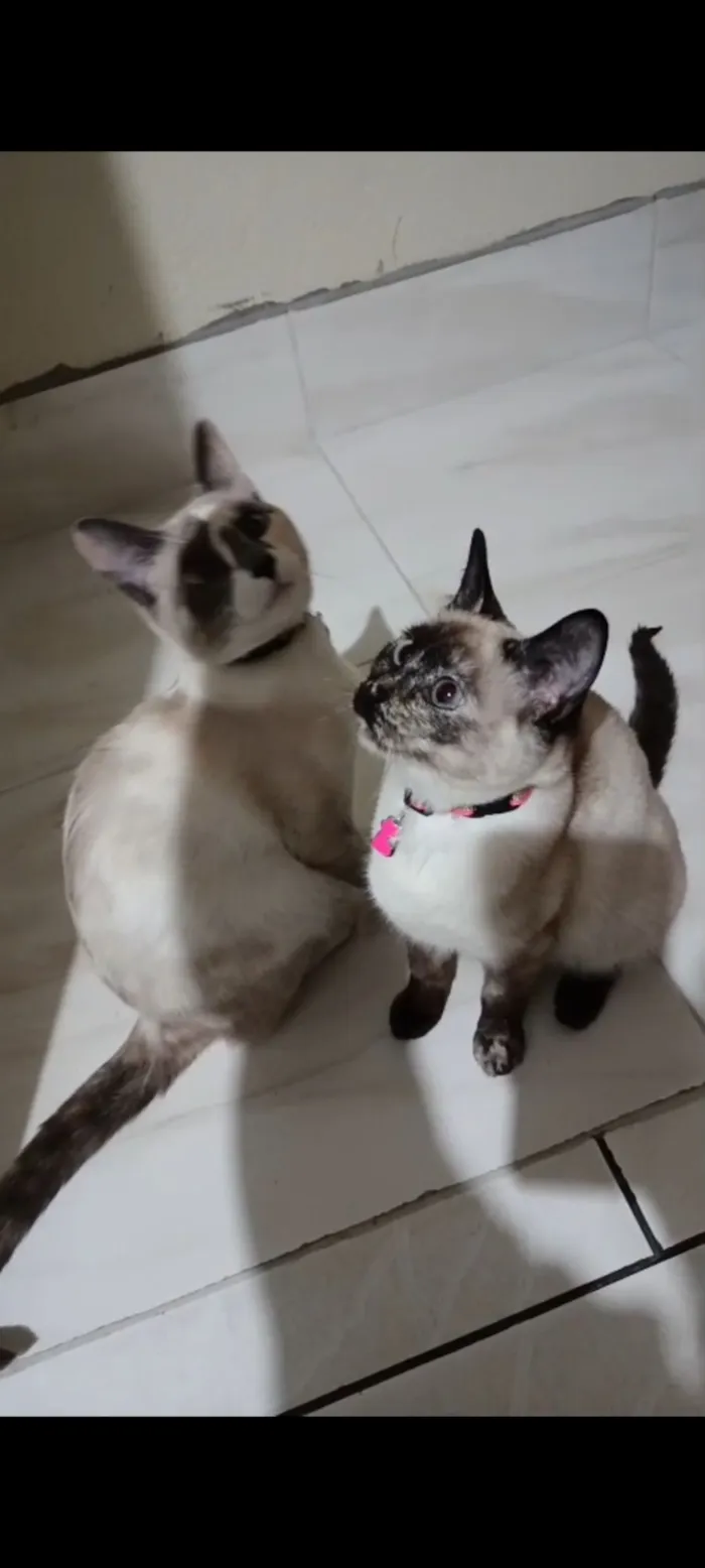 Gato raça Persa idade 1 ano nome Princesa 