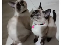 Gato raça Persa idade 1 ano nome Princesa 