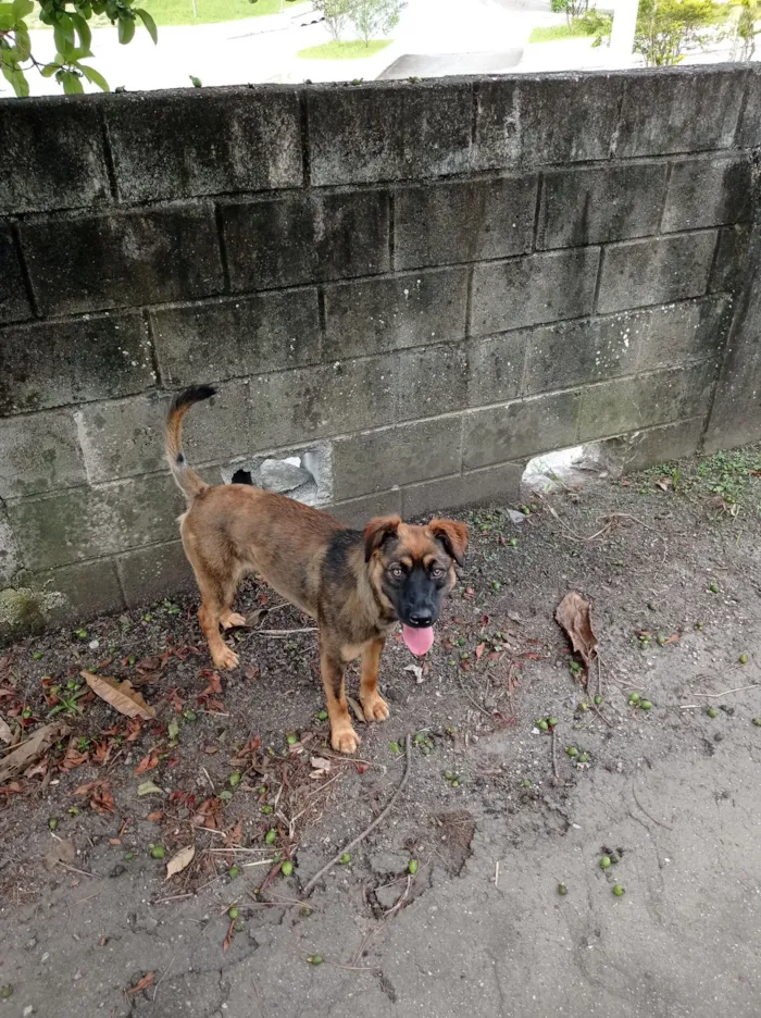 Cachorro raça SRD-ViraLata idade 1 ano nome Neguinha 