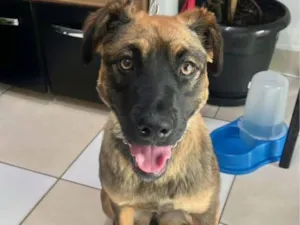 Cachorro raça SRD-ViraLata idade 1 ano nome Neguinha 