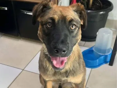 Cachorro raça SRD-ViraLata idade 1 ano nome Neguinha 